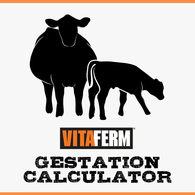 Gestation Calculator