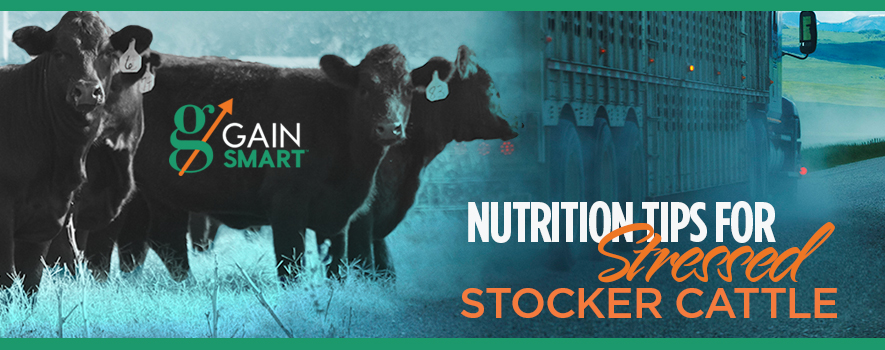 Nutrition Tips for Stressed Stocker Cattle