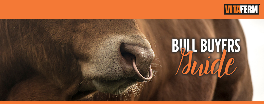 Bull Buyers Guide 