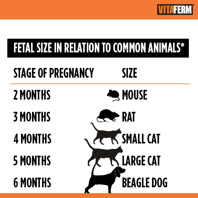 Cattle Gestation Chart