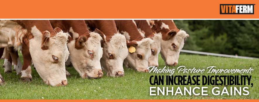 Making Pasture Improvements Can Increase Digestibility & Enhance Gain ...