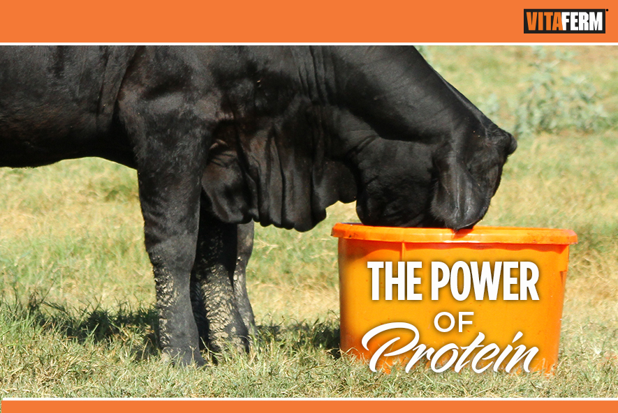 The Power of Protein in Cattle Diets - VitaFerm