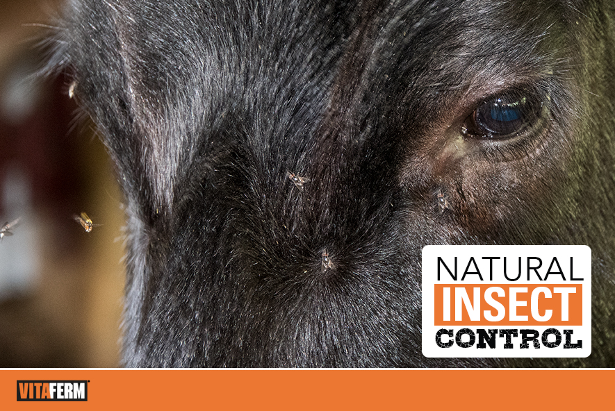 Natural Insect Control - VitaFerm