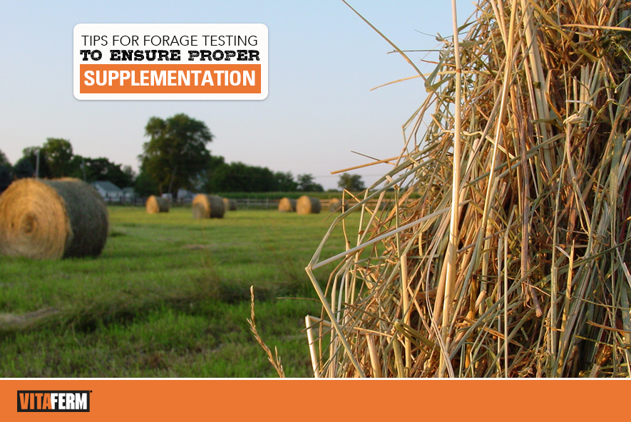 Tips for Forage Testing to Ensure Proper Supplementation - VitaFerm