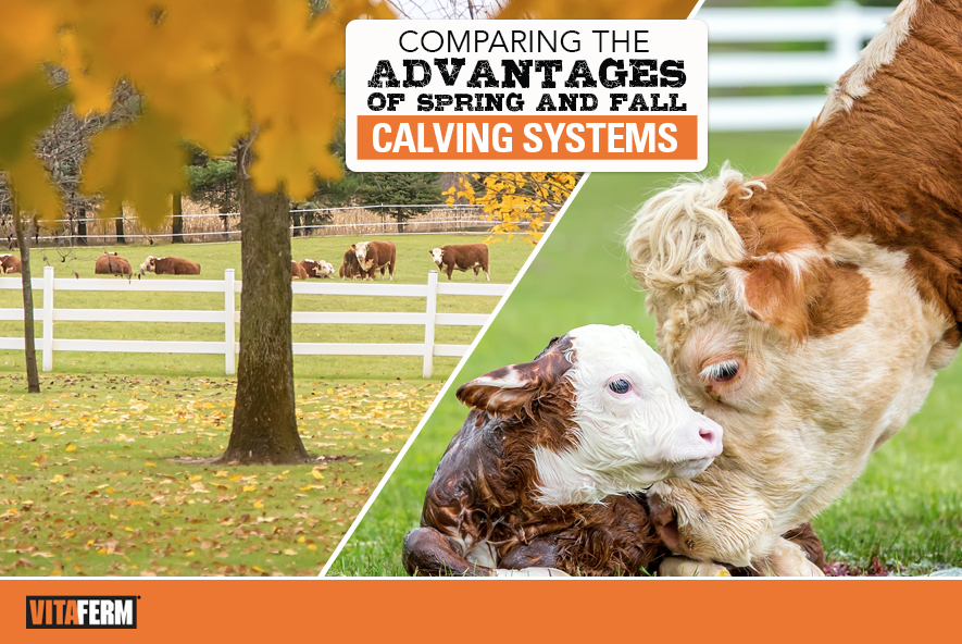 Comparing the Advantages of Spring and Fall Calving Systems - VitaFerm