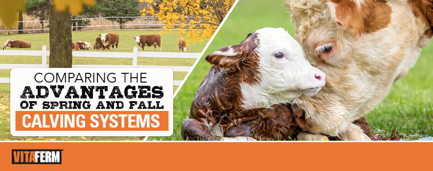 Comparing the Advantages of Spring and Fall Calving Systems - VitaFerm