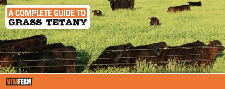 A Complete Guide To Grass Tetany Vitaferm 2151