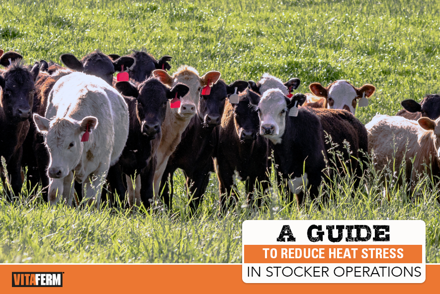 Stocker Operations A Guide to Reduce Heat Stress in Stocker Operations - VitaFerm