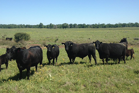 Alder’s Ranch, JD Georg