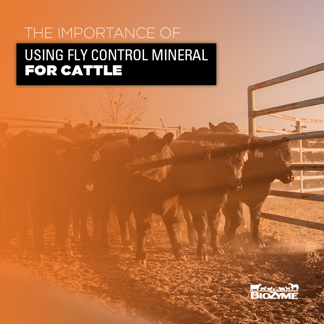 The Importance of Using Fly Control Mineral for Cattle VitaFerm