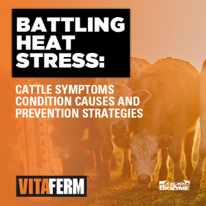 heat stress cattle