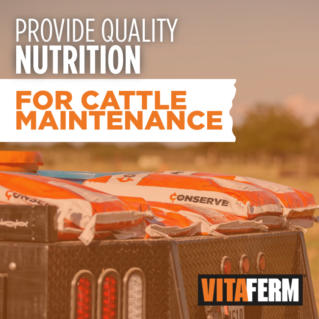 Provide Quality Nutrition During Cattle Maintenance - VitaFerm