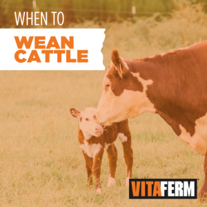 when to wean cattle