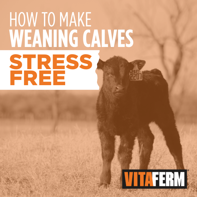 weaning calves