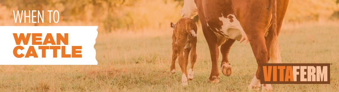 when to wean cattle