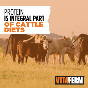 cattle diet