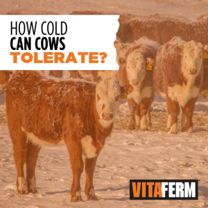 how cold can cows tolerate?