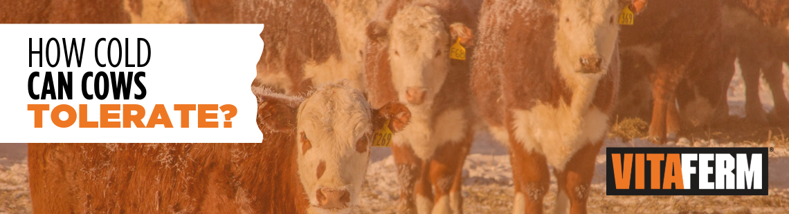 how cold can cows tolerate