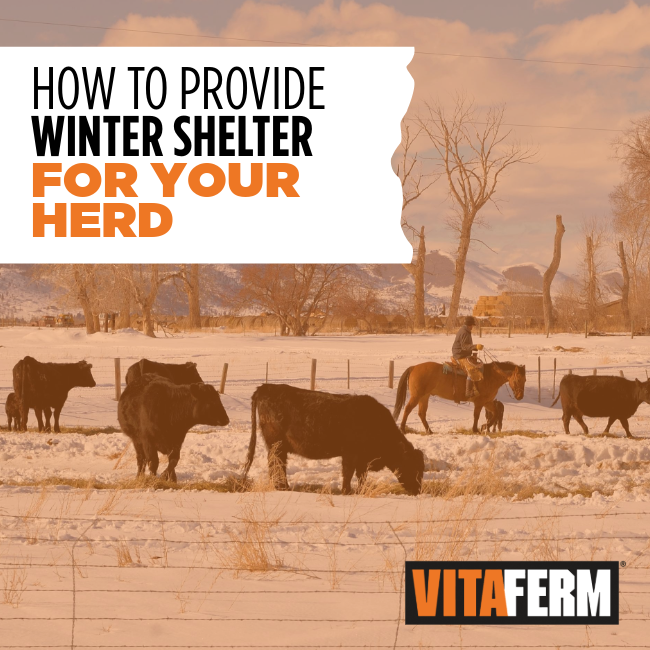 winter cattle shelter