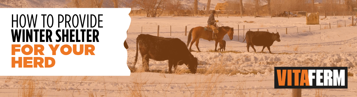 winter cattle shelter