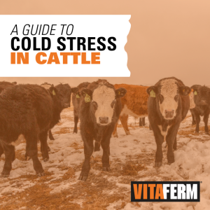 cold-stress-feature