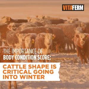 body condition score cattle