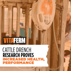 Cattle Drench Research