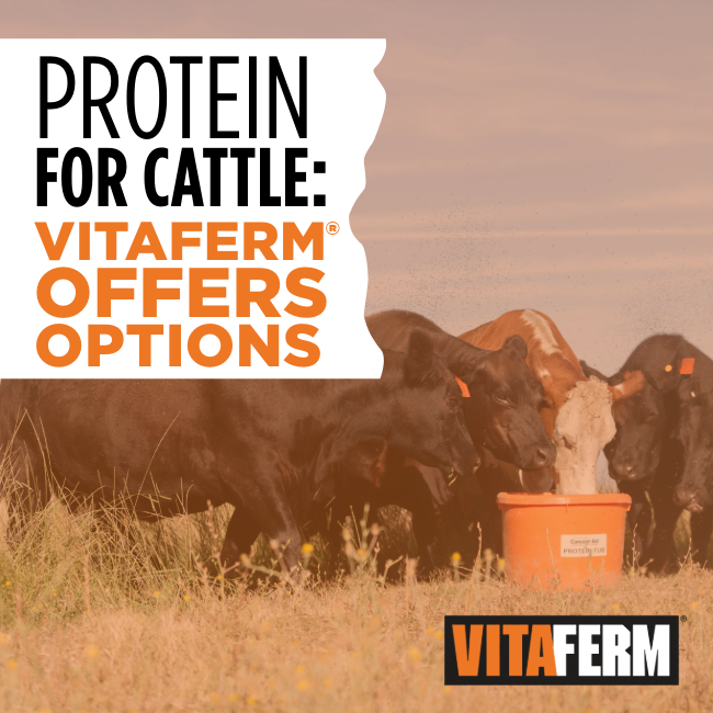 Protein for Cattle