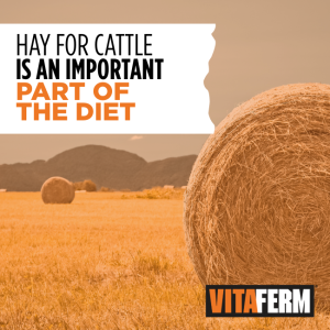 hay for cattle