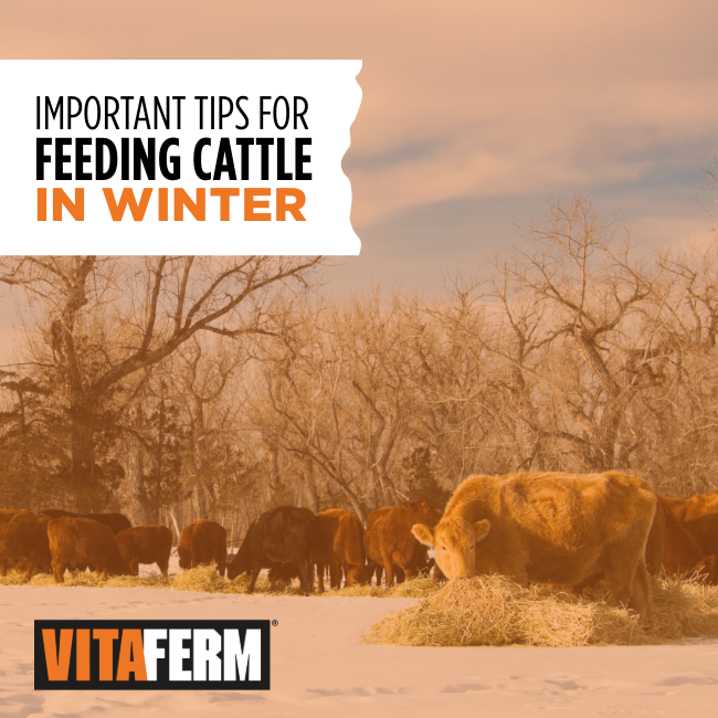 Feeding cattle in winter