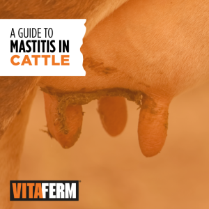 mastitis in cattle