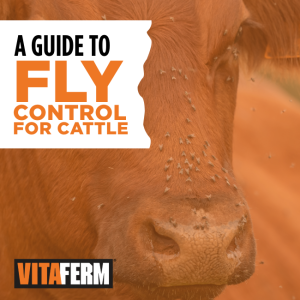 fly control for cattle