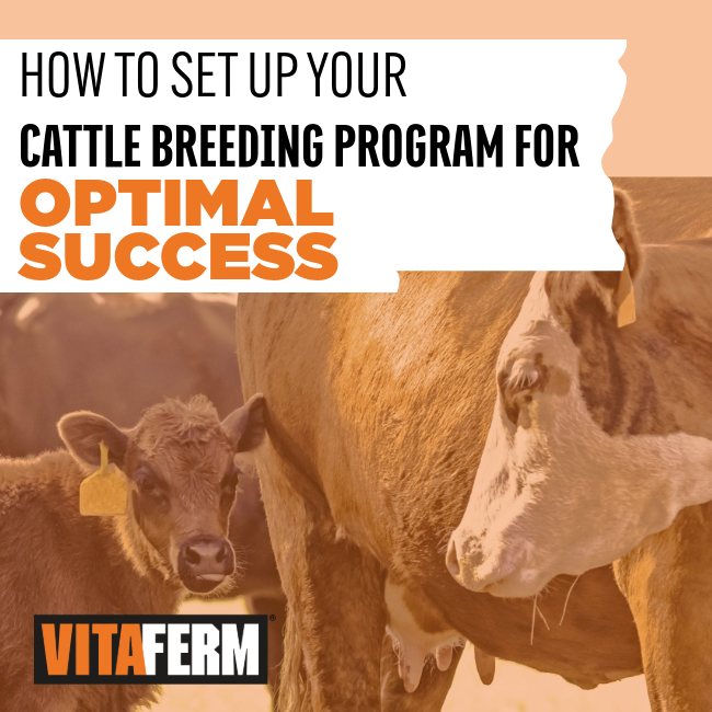 Cattle Breeding