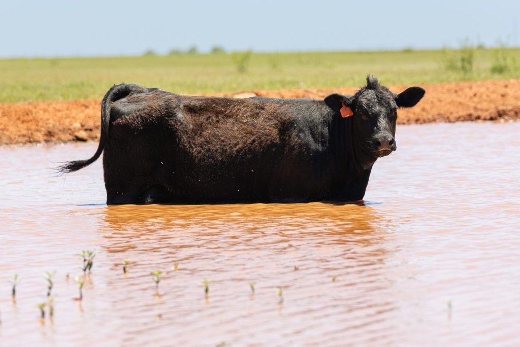 Cow standing in pond