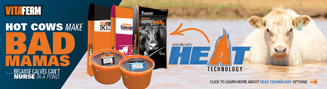 Hot cows make bad mamas (because calves can't nurse in a pond)
