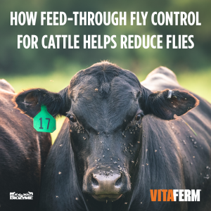 Feed-Through Fly Control for Cattle