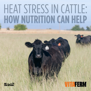 Heat Stress in Cattle